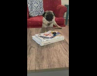 Pug dog reaches for toy coffee table 