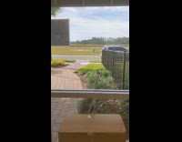 Crane knocks on the window with its beak