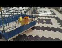 Pet bird figured out how to open its bird cage