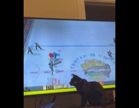 Cat tries catching hockey puck on tv