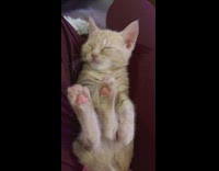 Cat Falls Asleep with its Hind Feet Up