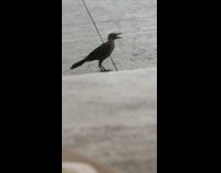 Flabbergasted Bird on Floor Turns as it Looks Around