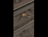 Three rats fight over pizza crust train tracks