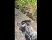 Pet dog barks at the other dog and spins