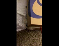 Pet dog hides and rest inside the shoebox 