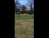 Guy grey jacket tumbling roll grass park