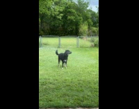 Dog playing water from water hose 