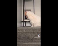 Collab Clips MPUGC2 - White cat on top of stairs staring at photo