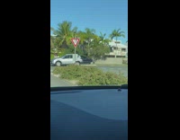 Driver Passes by Huge Spider Web 