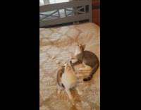 2 cats spin their heads 