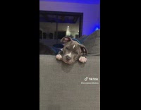 Dog on couch sits and stares at owner 