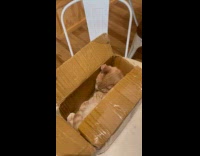 Cat sleeps inside the box on table