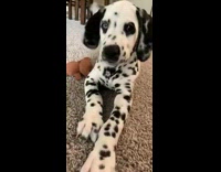Dalmatian dog different colored eyes growls at camera