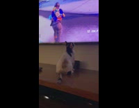 Collab AnimalIG - Cat watches Fortnite up close and claws at TV screen