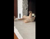 Dog stretches while sleeping rolls other side