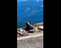 Marmot goes away when car pass by