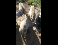 Goats pigs eat food on ground dirt 