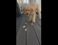 brown dog ice on grey deck