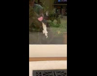 Black white french bulldog dog licks glass