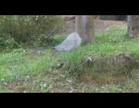 White owl turn its head with a funny face