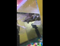 Fish and turtle in a fish tank