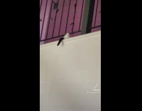 Girl touches sleeping cats foot scares it 