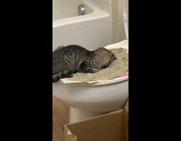 Cat with face in toilet cat litter 