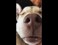 cream dog snoring while asleep 