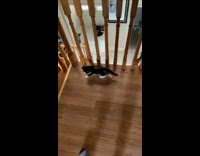 Black white kitten falls rolls down stairs 