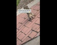 Guy falls squirrel fat and it turns to him 