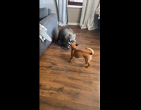 Collab Clips MPUGC - Fat raccoon playing with dog