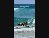 Dogs ride surfboard with owners on beach compilation