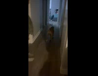 Dog Runs Around House and Gets Scolded
