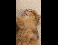 Collab PLC - Cat sleeping with eye half open