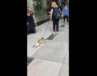 Lazy pug dog done with walking 