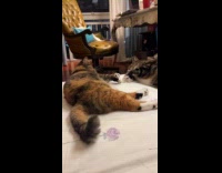 Two cat lie down and touch paws