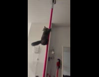Cat slides down slowly on red pole