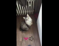 Pet cat meows and talks back to filmer