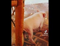 Piglet uses chair leg to scratch butt 