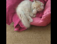 Brown kitten cat grooms paw pink blanket