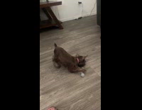Brown Schnauzer loves playing with water bottle 