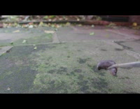 Pet toad eats slugs and stretches body Part 2