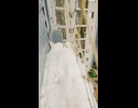 Cat outside of window fence 