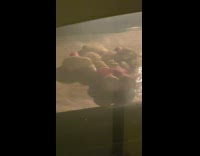 Lady Cooks Buff Bunny Bread in Oven