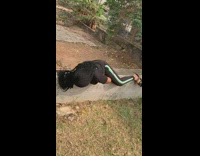 Lady climbs over a hedge fail 