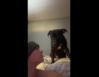 Dog hits man with paw on face