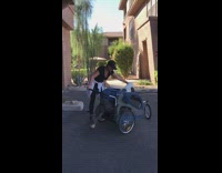 Huge grey and white dog goes in and out of doggy stroller