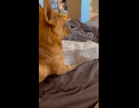 Dog face stuck on white paper bag