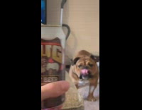 Bulldog looks like the dog in root beer