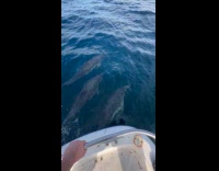 Pod of dolphins swims together with boat